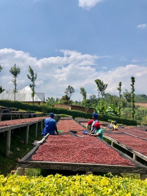 Coffee plantation in the Northern Province